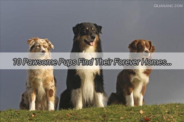 10 Pawsome Pups Find Their Forever Homes A Heartwarming Tale of Adoption